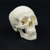 Removable Mini Skull Model for Art, Sketching, and Dental Teaching