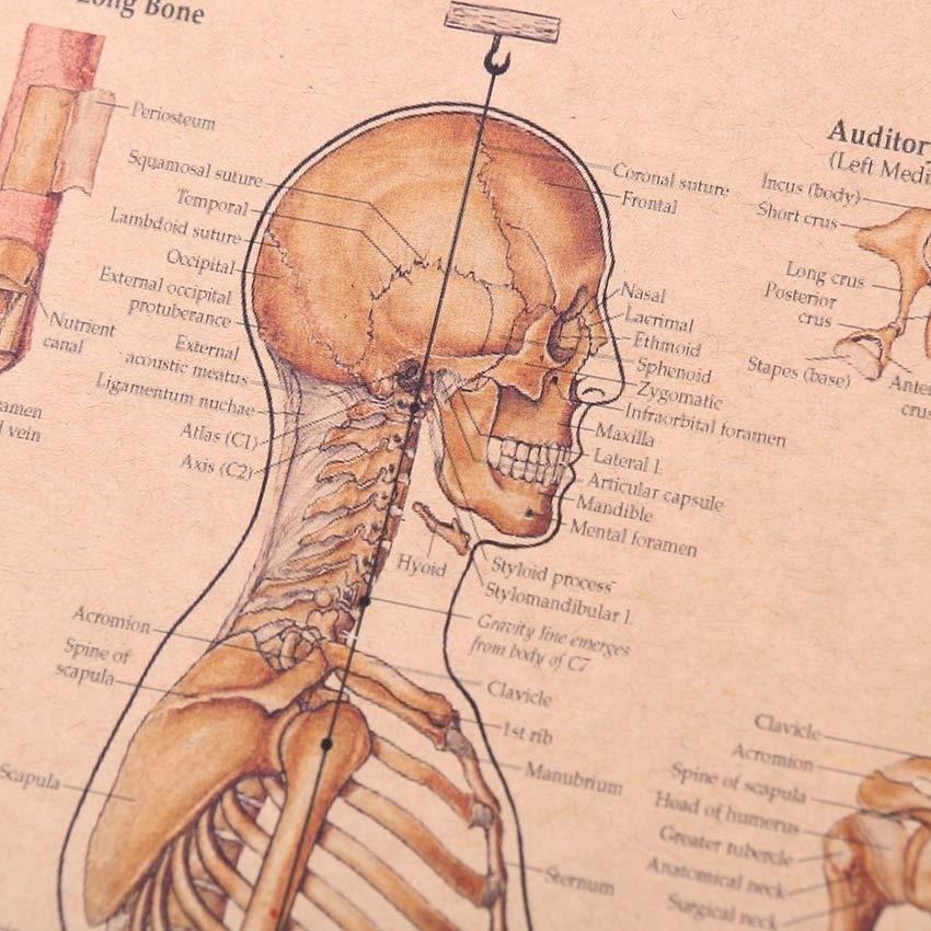 Human Paintings Body Function Structure Diagram Retro Style Kraft Paper Poster