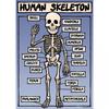 The Human Skeleton Poster