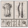 Human Body Skeleton Anatomy Poster Organs Artwork Decorative Paintings Canvas Wall Art Clinical Aesthetics Medical Room Decor