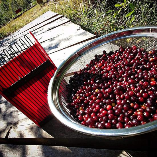 Helpful Safe Lightweight Blueberry Picking Tool Manual Anti-rust for Farm