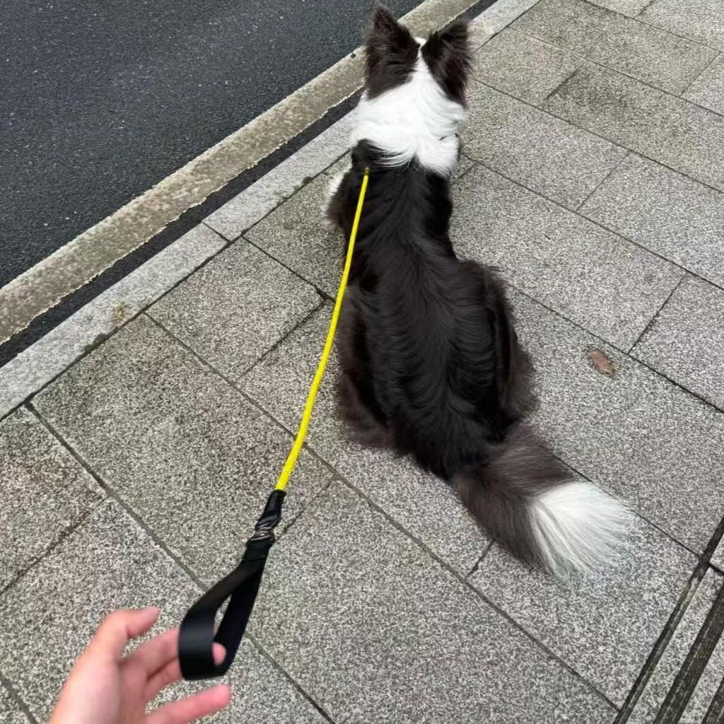 Reflective Dog Leash for Small To Medium Breeds: Bichon, Pomeranian, Golden Retriever, Border Collie