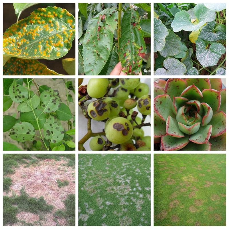 10 G Difenoconazole Fungicide Plant Safety Sterilization Disinfectant Garden Bonsai