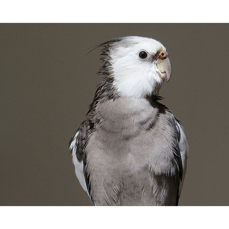 Diamond Embroidery Mosaic Animal Parrot Cross Stitch 5D DIY Diamond Painting Craft Kit Home Rhinestones Gift Decorati