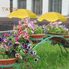 Plant Umbrella for Outdoor Plants Height Adjustable Umbrella with Stake Garden Umbrella Shade Protect Plants from Sun for Potted Plants Flower Beds