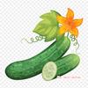 Cucumber Pickled Cucumber Iron On Heat Transfer Printing Vinyl Patches Sticker for Clothes DIY Appliques Washable Patches