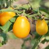 Small-fruited Dwarf Field Tomato Yellow Pear Shaped Vegetable Seeds for the Garden 0.2g