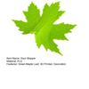 Green Maple Leaf Door Stopper Wedge 3D Printed Simulation Leaf Model Windproof Anti-collision Carpet Tile Concrete Wooden Floor Decorative Doorstop