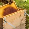 2pcs Rustproof Beehive Frame Holder Adjustable Bee Hive Frame Gripper  Bee Colony Inspection
