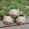 Garden Decoration Cartoon Hedgehog Shaped Mini Flower Pot for Succulents Fleshy Plants Flowerpot Ceramic Home Decor Accessories