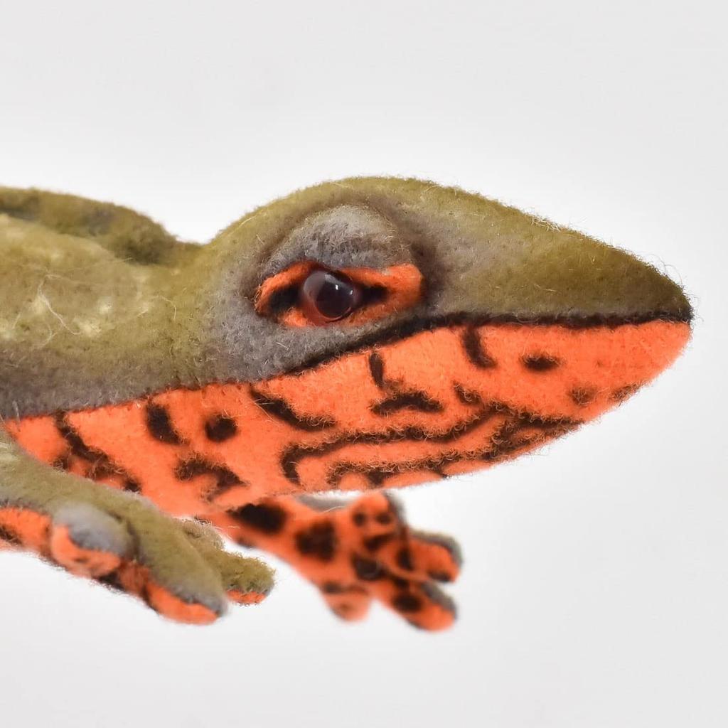 BH8141 HANSA Red-bellied Newt 23