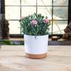 Plant Pots Lightweight Large Pots for Indoor Plants and Outdoor Plants Large Plastic Pots with Drainage