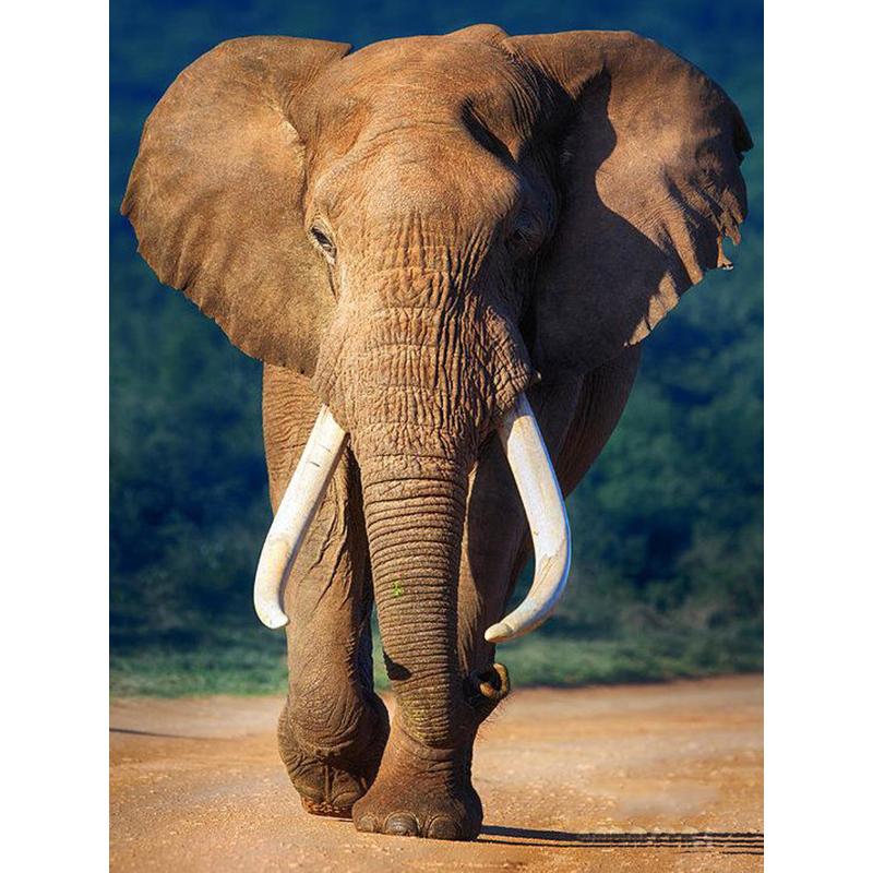 DIY Elephant 5D Diamond Painting Full Round Drill Animal Diamond Embroidery Cross Stitch Mosaic Kits Wall Art Gift Home Decor