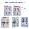 Comprehensive Acupoint Diagram: Human Body, Ear, Foot, Sole & Palm Charts for Massage Therapy and Tuina