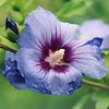 Syrian Blue Hibiscus Seeds 0.5g -