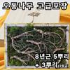 8-year-old Wild Ginseng Containing the Spirit of Gangwon-do