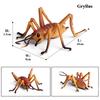 Oenux Simulation Dragonfly Grasshopper Centipede Wild Insect Animals Model Action Figures Miniature Education Collection Kid Toy