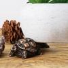 3Pcs Animal Planter Pot Feet Weatherproof Indoor Outdoor Turtle Frog Dog Shape Flowerpot Holder