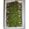 Donguibogam Camphor Ginseng, 7-8 Years Old, 20 Roots, Ugly Ginseng, Wild Ginseng, Natural Sprout Ginseng