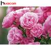 HUACAN DIY 5D Full Diamond Painting Peony Cross Stitch Set Diamond Embroidery
