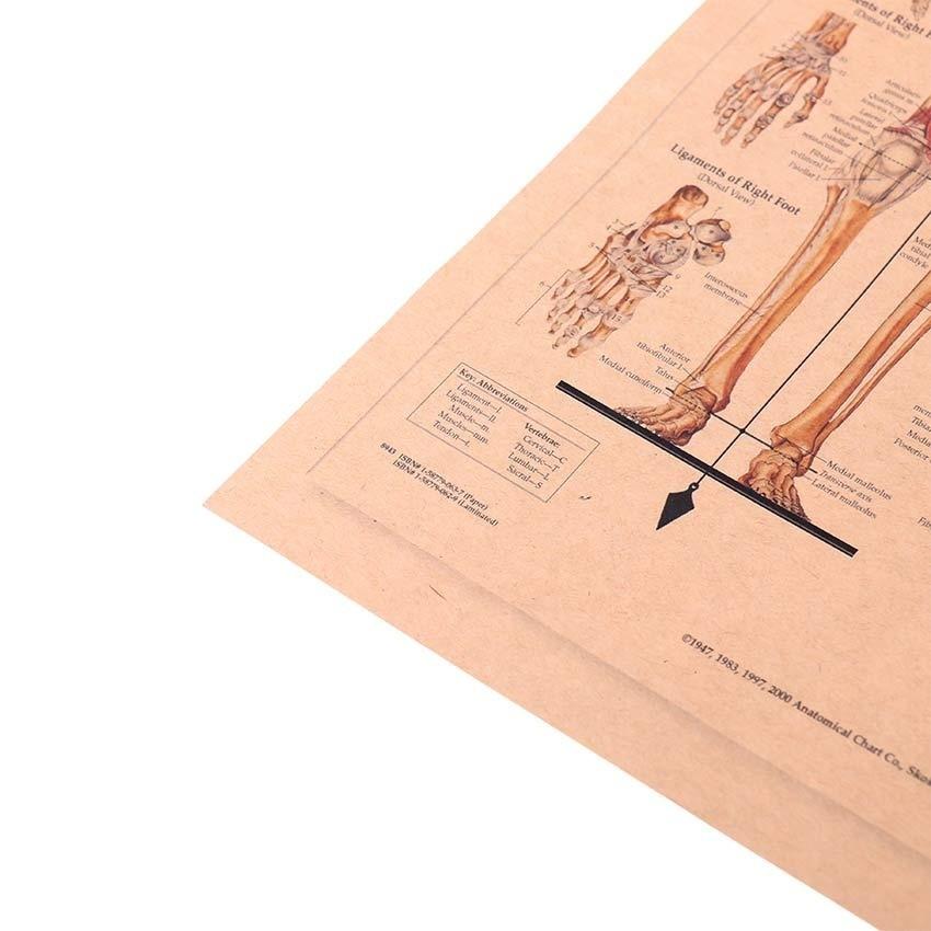 Human Paintings Body Function Structure Diagram Retro Style Kraft Paper Poster