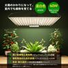 Plant Growth Light LED 60W Panel Heat Dissipation Warm White 256 LED Full Spectrum Long Life Quantum Lamp Indoor Cultivation Lamp Succulent