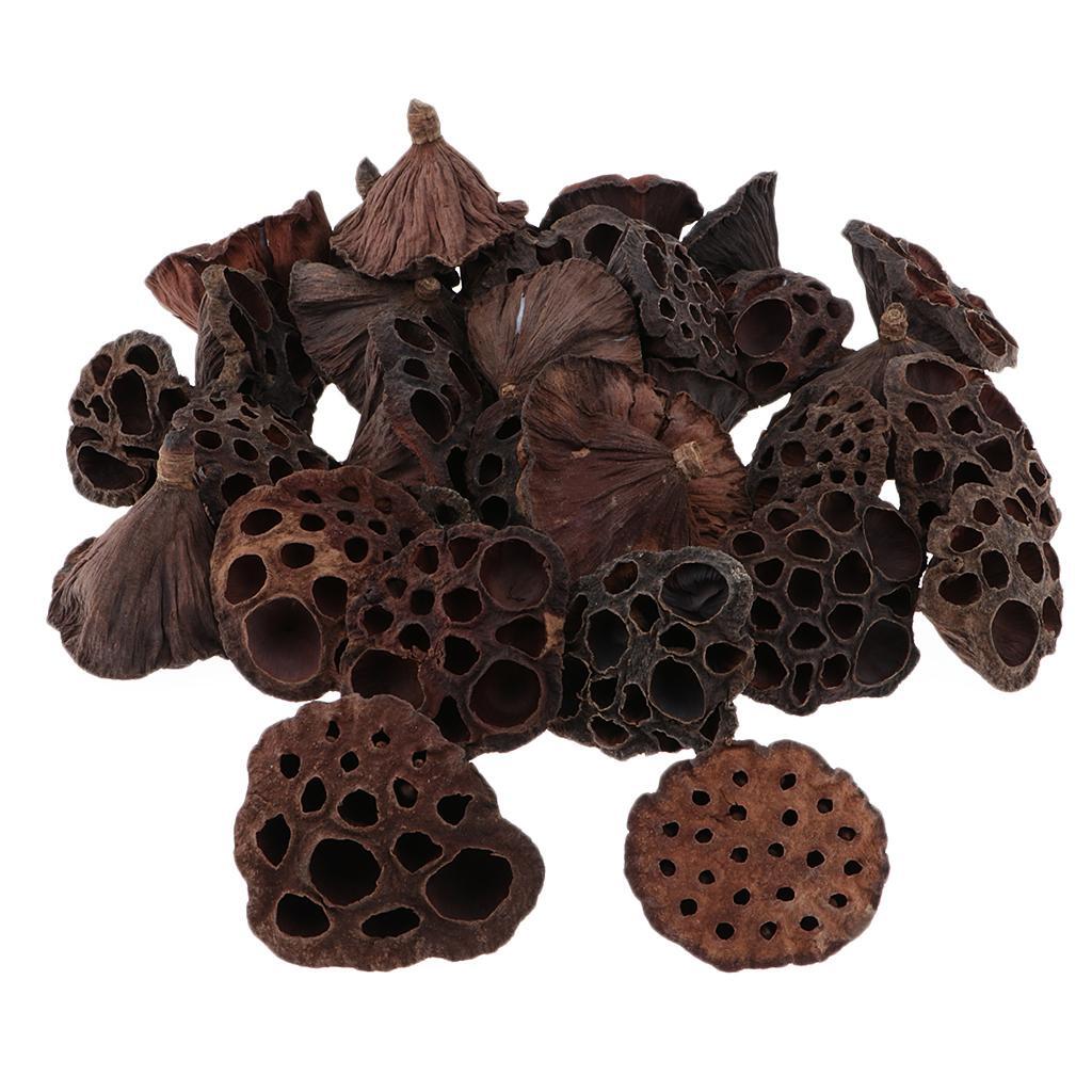 30pcs Lotus Natural Fruit Decor DIY Flowers Dried Crafts Pod for