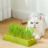 Layered Catgrass Planting Bowls 4 Styles Nursery Tray Cat Grass Growing Kit Veterinary