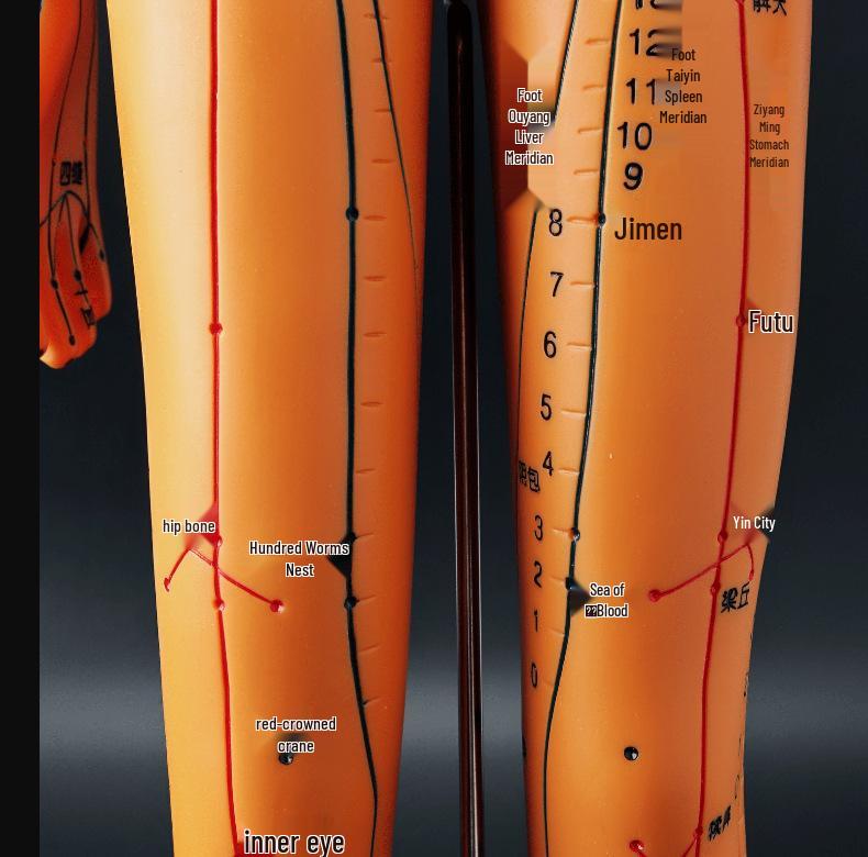50CM Clear Meridian Human Body Model - Male & Female Traditional Chinese Medicine Acupuncture Points.