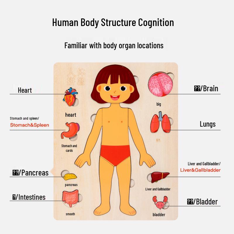 Wooden Human Anatomy Puzzle: Toddler Educational Toy for Self-Awareness and Science Learning