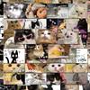 62pcs Sweet American Style Cat Scrapbook Journal Sticker Cute Cartoon Kitten Stationery Sticker DIY Decor Luggage Laptop Sticker