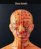 50CM Clear Meridian Human Body Model - Male & Female Traditional Chinese Medicine Acupuncture Points.
