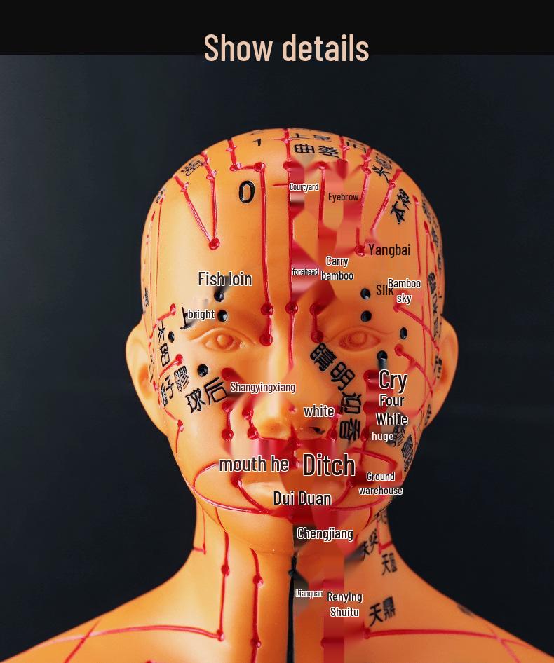 50CM Clear Meridian Human Body Model - Male & Female Traditional Chinese Medicine Acupuncture Points.