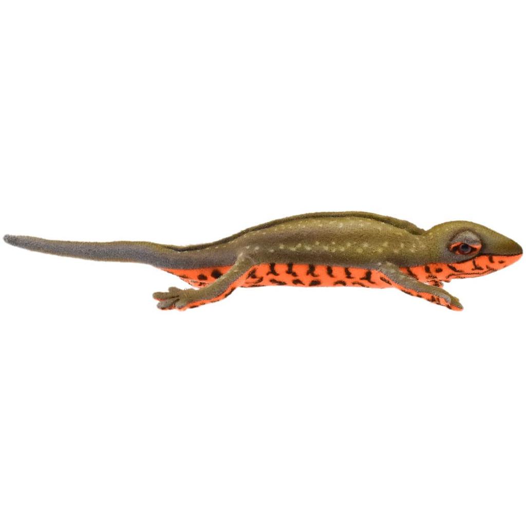 BH8141 HANSA Red-bellied Newt 23