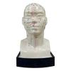 Head Acupuncture Model 20CM Chinese Traditional Medical High Definition Face Facial Acupoint Acupuncture Point Teaching Model
