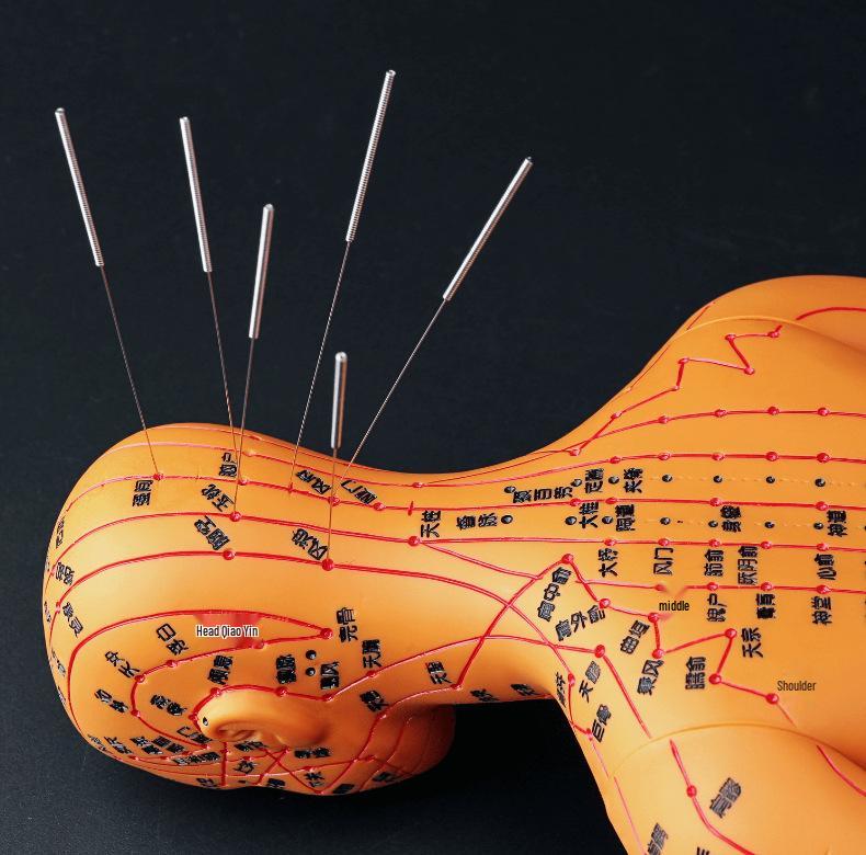 50CM Clear Meridian Human Body Model - Male & Female Traditional Chinese Medicine Acupuncture Points.