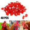 Chicken Glasses Chicken Peepers Red 40Pcs Anti-pecking