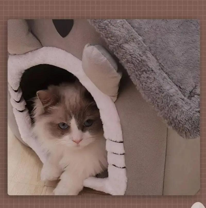 Cats and Dogs House Small Dog House Dismantleable Washable Four Seasons Pet Supplies