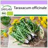 Organic - Dandelion - 400 Seeds - Taraxacum Officinale