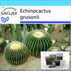 Gift Set - Barrel Cactus / Mother In Law Seat - 40 Seeds - With Gift Box, Card, Label and Potting Substrate - Echinocactus Grusonii