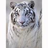 Diamond Painting Cross Stitch Diamond Embroidery Wild White Tiger Full Round Rhinestones Home Decor