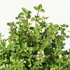 250 Sweet Marjoram Seeds - Semi-Wild Permaculture