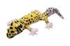 Take Off Animania Leopard Gecko Plush Toy [with Music Box]