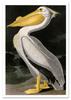Poster Pelican Bird Vintage