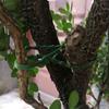 Adjustable Plastic Plant Cable Ties Reusable Cable Ties for Garden Tree Climbing Support Plant Vine Tomato Stem Clip
