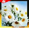 5D DIY Diamond Painting Full Display Flower Embroidery Sale Diamond Mosaic Pictures