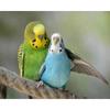 Diamond Embroidery Mosaic Animal Parrot Cross Stitch 5D DIY Diamond Painting Craft Kit Home Rhinestones Gift Decorati