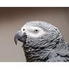 Diamond Embroidery Mosaic Animal Parrot Cross Stitch 5D DIY Diamond Painting Craft Kit Home Rhinestones Gift Decorati