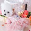 Pretty Dog Lace Skirt Princess Style Puppy Wedding Skirt Summer Dog Clothes Pet Costumes