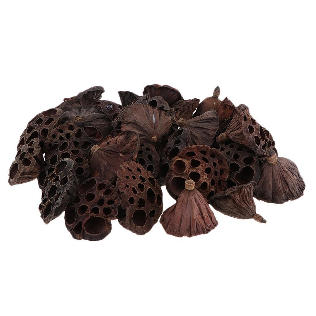 30pcs Lotus Natural Fruit Decor DIY Flowers Dried Crafts Pod for